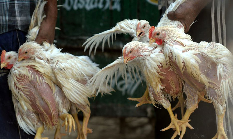 Grippe aviaire: un nombre record d'abattages en France, la filière fragilisée