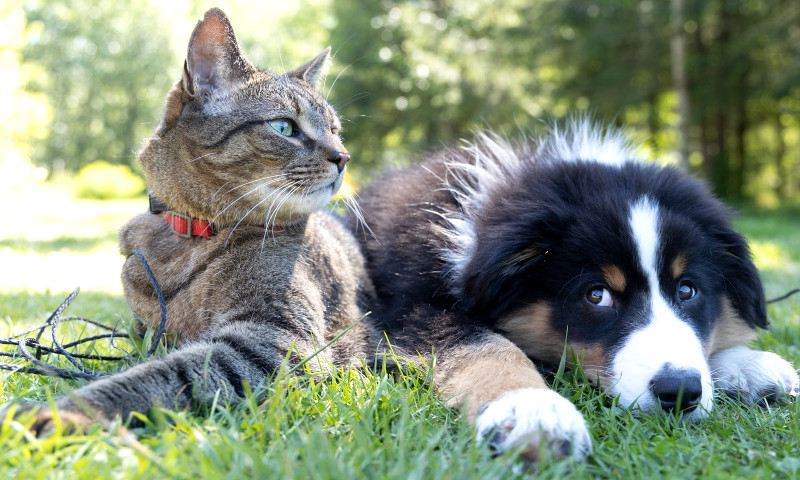Beni : une campagne obligatoire de vaccination des chiens et chats contre la rage lancée à Oïcha