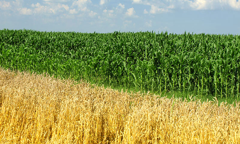 Légères hausses du prix du blé et du maïs par rapport au pétrole, selon la BCC